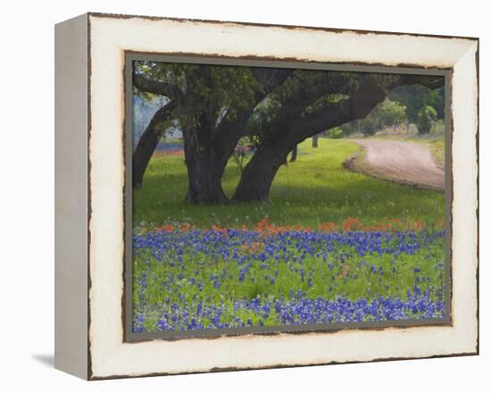 Oak Trees, Blue Bonnets, and Indian Paint Brush, Near Gay Hill, Texas, USA-Darrell Gulin-Framed Premier Image Canvas