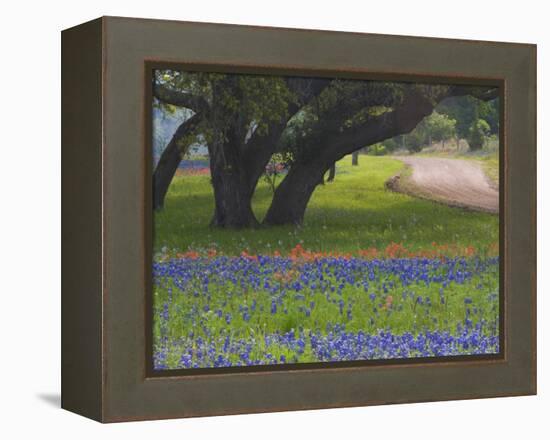 Oak Trees, Blue Bonnets, and Indian Paint Brush, Near Gay Hill, Texas, USA-Darrell Gulin-Framed Premier Image Canvas