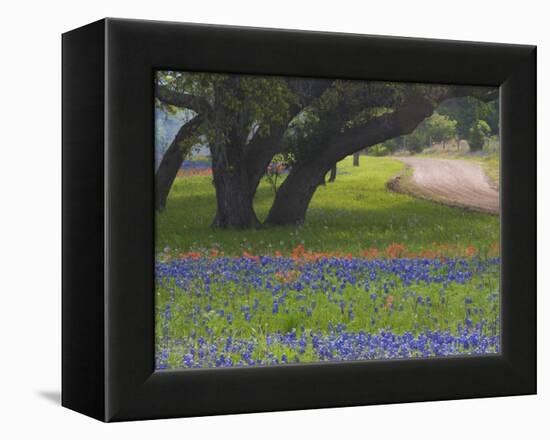 Oak Trees, Blue Bonnets, and Indian Paint Brush, Near Gay Hill, Texas, USA-Darrell Gulin-Framed Premier Image Canvas