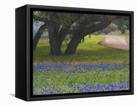 Oak Trees, Blue Bonnets, and Indian Paint Brush, Near Gay Hill, Texas, USA-Darrell Gulin-Framed Premier Image Canvas