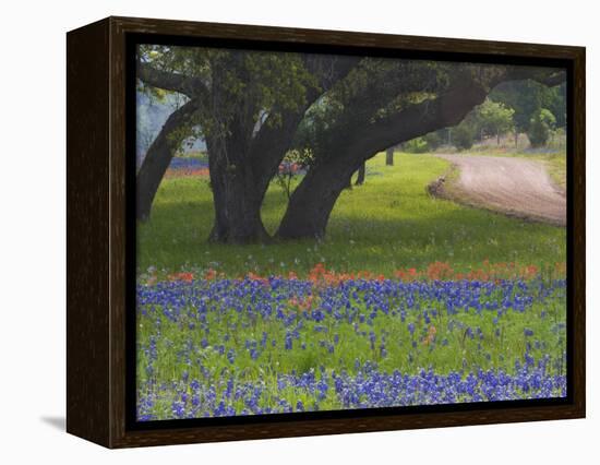 Oak Trees, Blue Bonnets, and Indian Paint Brush, Near Gay Hill, Texas, USA-Darrell Gulin-Framed Premier Image Canvas