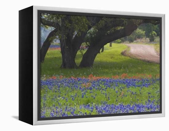 Oak Trees, Blue Bonnets, and Indian Paint Brush, Near Gay Hill, Texas, USA-Darrell Gulin-Framed Premier Image Canvas