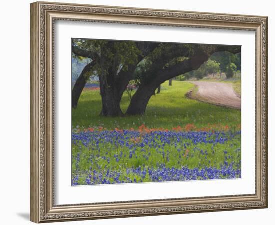 Oak Trees, Blue Bonnets, and Indian Paint Brush, Near Gay Hill, Texas, USA-Darrell Gulin-Framed Photographic Print