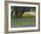 Oak Trees, Blue Bonnets, and Indian Paint Brush, Near Gay Hill, Texas, USA-Darrell Gulin-Framed Photographic Print