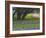 Oak Trees, Blue Bonnets, and Indian Paint Brush, Near Gay Hill, Texas, USA-Darrell Gulin-Framed Photographic Print