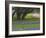 Oak Trees, Blue Bonnets, and Indian Paint Brush, Near Gay Hill, Texas, USA-Darrell Gulin-Framed Photographic Print