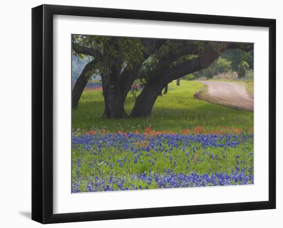 Oak Trees, Blue Bonnets, and Indian Paint Brush, Near Gay Hill, Texas, USA-Darrell Gulin-Framed Photographic Print