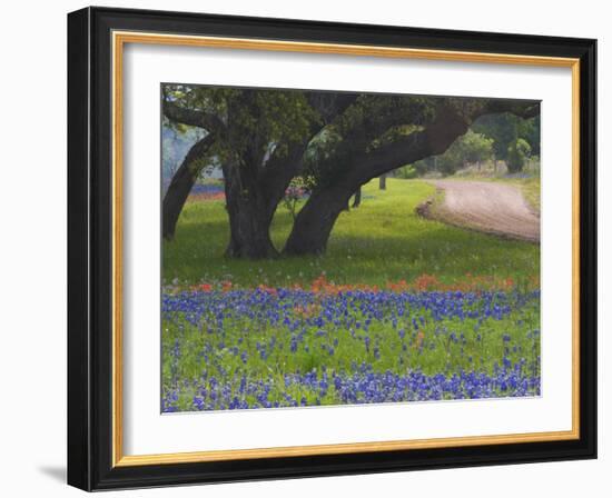 Oak Trees, Blue Bonnets, and Indian Paint Brush, Near Gay Hill, Texas, USA-Darrell Gulin-Framed Photographic Print