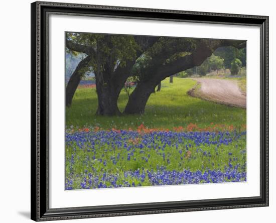 Oak Trees, Blue Bonnets, and Indian Paint Brush, Near Gay Hill, Texas, USA-Darrell Gulin-Framed Photographic Print