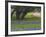 Oak Trees, Blue Bonnets, and Indian Paint Brush, Near Gay Hill, Texas, USA-Darrell Gulin-Framed Photographic Print