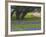 Oak Trees, Blue Bonnets, and Indian Paint Brush, Near Gay Hill, Texas, USA-Darrell Gulin-Framed Photographic Print