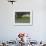 Oak Trees, Blue Bonnets, and Indian Paint Brush, Near Gay Hill, Texas, USA-Darrell Gulin-Framed Photographic Print displayed on a wall