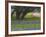 Oak Trees, Blue Bonnets, and Indian Paint Brush, Near Gay Hill, Texas, USA-Darrell Gulin-Framed Photographic Print