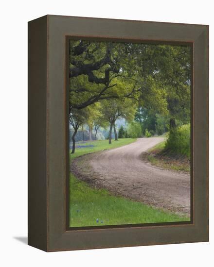 Oak Trees, Blue Bonnets, and Indian Paint Brush, Near Gay Hill, Texas, USA-Darrell Gulin-Framed Premier Image Canvas