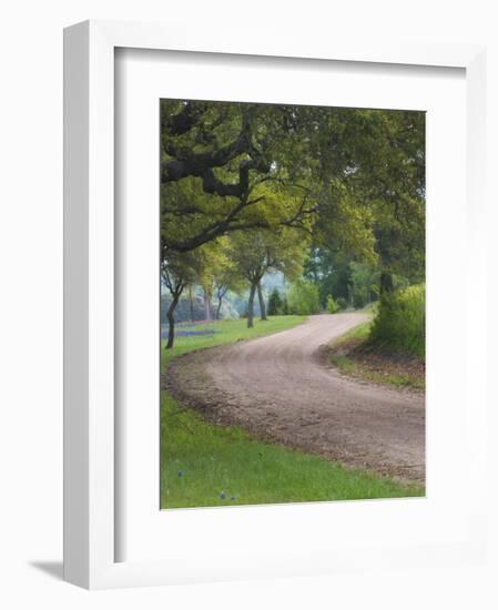 Oak Trees, Blue Bonnets, and Indian Paint Brush, Near Gay Hill, Texas, USA-Darrell Gulin-Framed Photographic Print