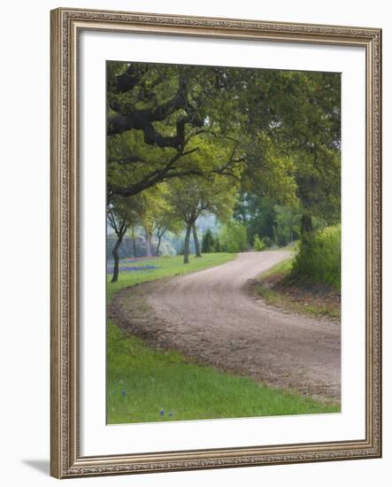 Oak Trees, Blue Bonnets, and Indian Paint Brush, Near Gay Hill, Texas, USA-Darrell Gulin-Framed Photographic Print