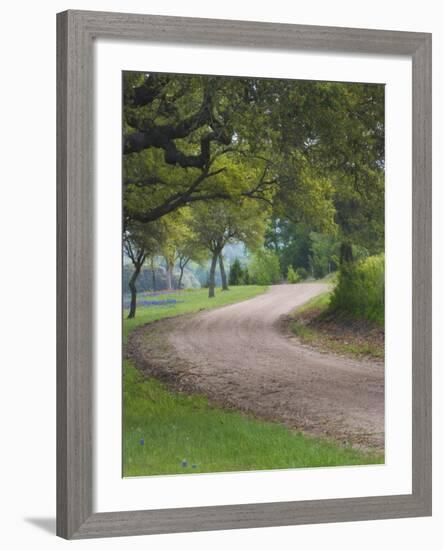 Oak Trees, Blue Bonnets, and Indian Paint Brush, Near Gay Hill, Texas, USA-Darrell Gulin-Framed Photographic Print