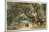Oak Trees, Hope Ranch, Santa Barbara, California-null-Mounted Art Print