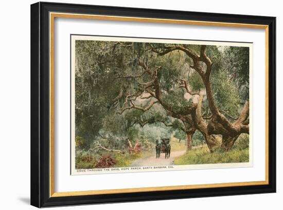 Oak Trees, Hope Ranch, Santa Barbara, California-null-Framed Art Print