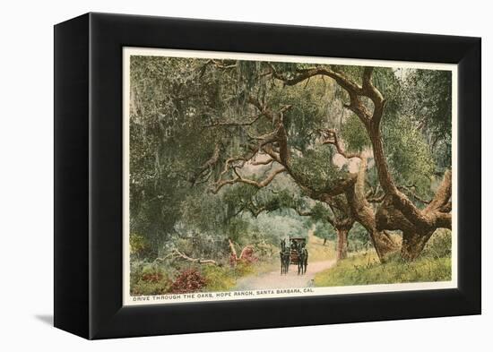 Oak Trees, Hope Ranch, Santa Barbara, California-null-Framed Stretched Canvas