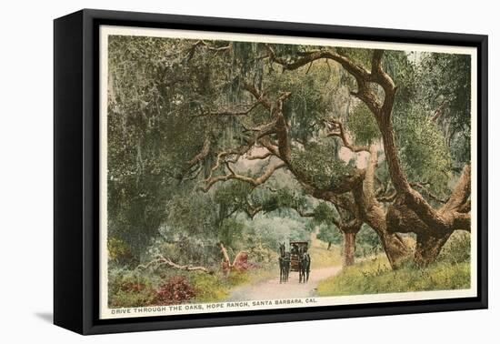 Oak Trees, Hope Ranch, Santa Barbara, California-null-Framed Stretched Canvas