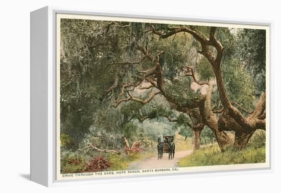 Oak Trees, Hope Ranch, Santa Barbara, California-null-Framed Stretched Canvas