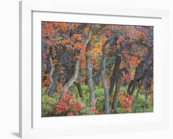 Oak Trees II-Don Paulson-Framed Giclee Print