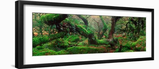 Oak Trees in a Forest, Wistman's Wood, Dartmoor National Park, Devon, England-null-Framed Photographic Print