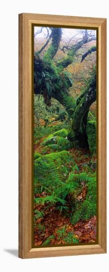 Oak Trees in a Forest, Wistman's Wood, Dartmoor National Park, Devon, England-null-Framed Premier Image Canvas