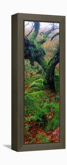 Oak Trees in a Forest, Wistman's Wood, Dartmoor National Park, Devon, England-null-Framed Premier Image Canvas