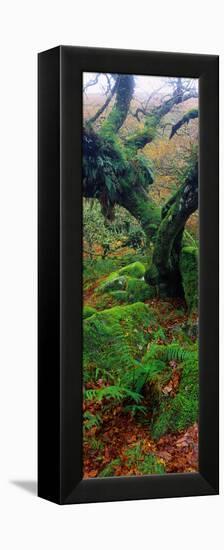 Oak Trees in a Forest, Wistman's Wood, Dartmoor National Park, Devon, England-null-Framed Premier Image Canvas