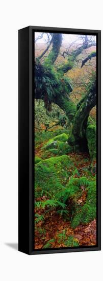 Oak Trees in a Forest, Wistman's Wood, Dartmoor National Park, Devon, England-null-Framed Premier Image Canvas