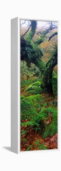 Oak Trees in a Forest, Wistman's Wood, Dartmoor National Park, Devon, England-null-Framed Premier Image Canvas