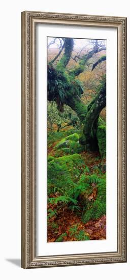 Oak Trees in a Forest, Wistman's Wood, Dartmoor National Park, Devon, England-null-Framed Photographic Print