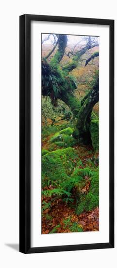 Oak Trees in a Forest, Wistman's Wood, Dartmoor National Park, Devon, England-null-Framed Photographic Print