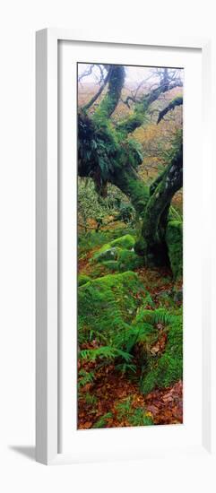 Oak Trees in a Forest, Wistman's Wood, Dartmoor National Park, Devon, England-null-Framed Photographic Print