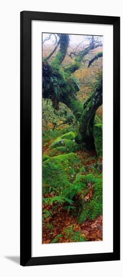 Oak Trees in a Forest, Wistman's Wood, Dartmoor National Park, Devon, England-null-Framed Photographic Print