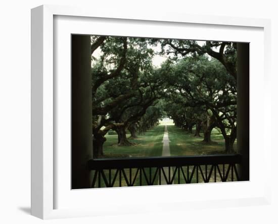 Oak Trees in Front of a Mansion, Oak Alley Plantation, Vacherie, Louisiana, USA-null-Framed Photographic Print