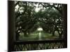 Oak Trees in Front of a Mansion, Oak Alley Plantation, Vacherie, Louisiana, USA-null-Mounted Photographic Print