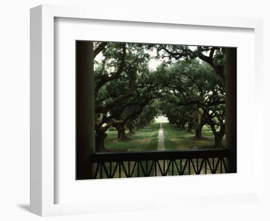 Oak Trees in Front of a Mansion, Oak Alley Plantation, Vacherie, Louisiana, USA-null-Framed Photographic Print