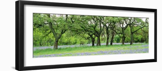 Oak trees in Lupine flowers field, Texas Hill Country, Texas, USA-Panoramic Images-Framed Photographic Print