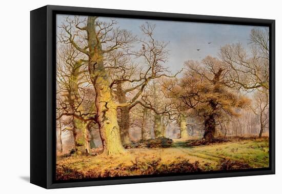 Oak Trees in Sherwood Forest, 1877-Andrew Maccallum-Framed Premier Image Canvas