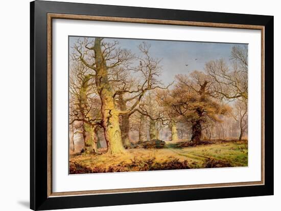 Oak Trees in Sherwood Forest, 1877-Andrew Maccallum-Framed Giclee Print