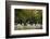 Oak trees in spring, Poland-Mateusz Piesiak-Framed Photographic Print