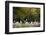 Oak trees in spring, Poland-Mateusz Piesiak-Framed Photographic Print