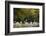 Oak trees in spring, Poland-Mateusz Piesiak-Framed Photographic Print