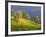 Oak Trees on Hillside near Roseburg, Oregon, USA-Chuck Haney-Framed Photographic Print