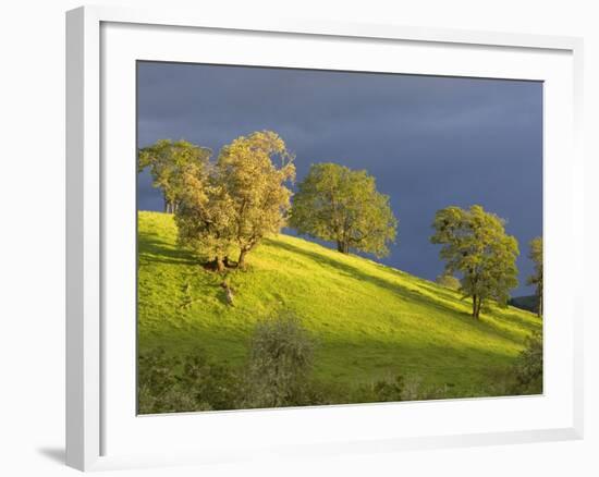 Oak Trees on Hillside near Roseburg, Oregon, USA-Chuck Haney-Framed Photographic Print