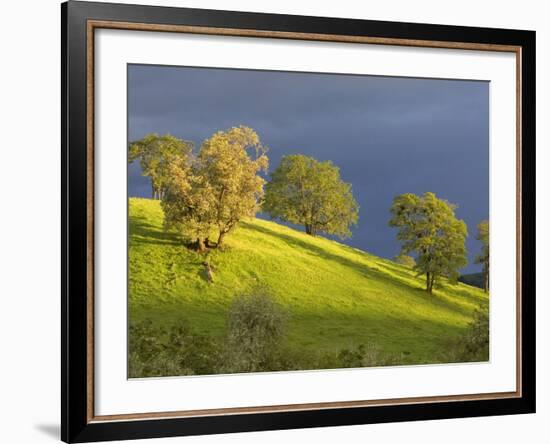 Oak Trees on Hillside near Roseburg, Oregon, USA-Chuck Haney-Framed Photographic Print