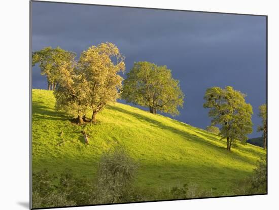 Oak Trees on Hillside near Roseburg, Oregon, USA-Chuck Haney-Mounted Photographic Print